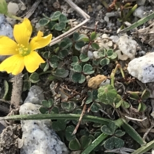 Oxalis sp. at Ventnor, VIC - 14 Apr 2022