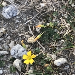 Oxalis sp. at Ventnor, VIC - 14 Apr 2022