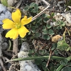 Oxalis sp. at Ventnor, VIC - 14 Apr 2022