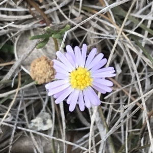 Brachyscome parvula at Ventnor, VIC - 14 Apr 2022 03:19 PM