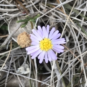 Brachyscome sp. (TBC) at suppressed by Tapirlord