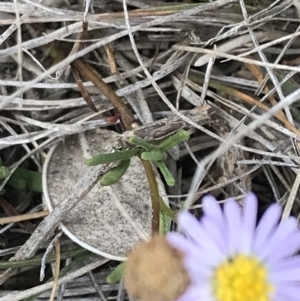 Brachyscome parvula at Ventnor, VIC - 14 Apr 2022 03:19 PM