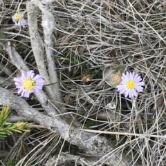 Brachyscome parvula at Ventnor, VIC - 14 Apr 2022 03:19 PM