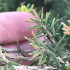 Melaleuca lanceolata (Dryland Tea-tree) at Phillip Island Nature Park - 14 Apr 2022 by Tapirlord