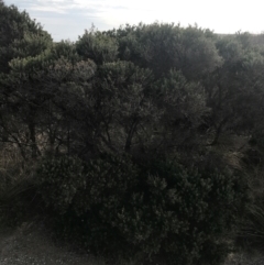 Melaleuca lanceolata at Ventnor, VIC - 14 Apr 2022