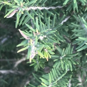 Melaleuca lanceolata at Ventnor, VIC - 14 Apr 2022
