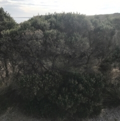 Melaleuca lanceolata at Ventnor, VIC - 14 Apr 2022 03:19 PM