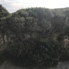 Melaleuca lanceolata at Ventnor, VIC - 14 Apr 2022