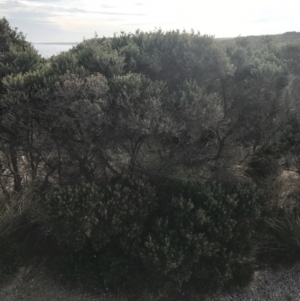 Melaleuca lanceolata at Ventnor, VIC - 14 Apr 2022 03:19 PM