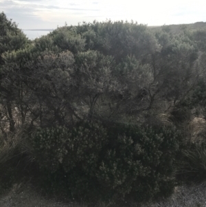 Melaleuca lanceolata at Ventnor, VIC - 14 Apr 2022