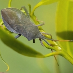 Amorbus sp. (genus) (Eucalyptus Tip bug) at QPRC LGA - 17 Apr 2022 by WHall