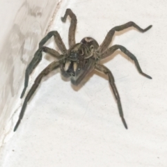 Tasmanicosa sp. (genus) (Unidentified Tasmanicosa wolf spider) at Googong, NSW - 12 Apr 2022 by WHall