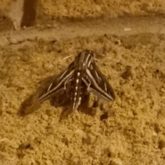 Hippotion celerio (Vine Hawk Moth) at Wilcannia, NSW - 22 Apr 2022 by AaronClausen