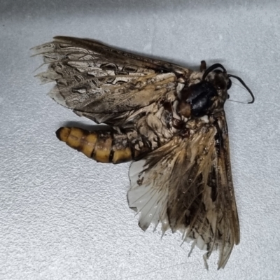 Abantiades atripalpis (Bardee grub/moth, Rain Moth) at Wilcannia, NSW - 22 Apr 2022 by AaronClausen