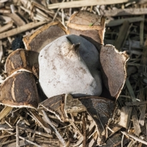 Geastrum sp. at Googong, NSW - 15 Apr 2022 02:15 PM