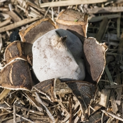 Geastrum sp. (Geastrum sp.) at Googong, NSW - 15 Apr 2022 by WHall