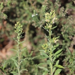 Erigeron sp. at Cook, ACT - 21 Apr 2022