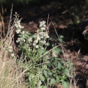 Erigeron sp. at Cook, ACT - 21 Apr 2022