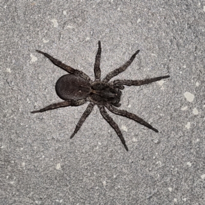 Unidentified Spider (Araneae) at Wilcannia, NSW - 22 Apr 2022 by AaronClausen