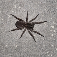 Unidentified Wolf spider (Lycosidae) (TBC) at suppressed - 22 Apr 2022 by AaronClausen
