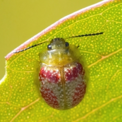 Paropsisterna fastidiosa (Eucalyptus leaf beetle) at QPRC LGA - 17 Apr 2022 by WHall