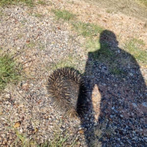 Tachyglossus aculeatus at Wilcannia, NSW - 22 Apr 2022