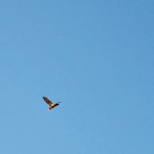 Calyptorhynchus banksii at Wilcannia, NSW - 22 Apr 2022 05:33 PM