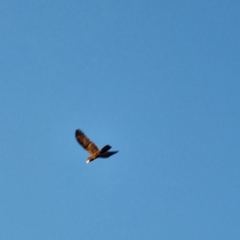 Calyptorhynchus banksii at Wilcannia, NSW - 22 Apr 2022 05:33 PM