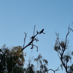 Calyptorhynchus banksii at Wilcannia, NSW - 22 Apr 2022 05:33 PM