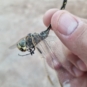 Anax papuensis at Wilcannia, NSW - 22 Apr 2022 05:39 PM