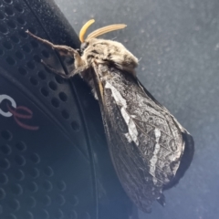 Abantiades atripalpis (Bardee grub/moth, Rain Moth) at Wilcannia, NSW - 22 Apr 2022 by AaronClausen