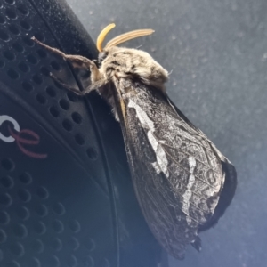 Abantiades atripalpis at Wilcannia, NSW - 22 Apr 2022 07:06 PM