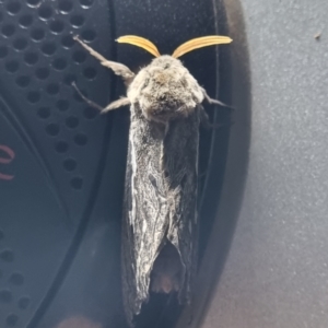 Abantiades atripalpis at Wilcannia, NSW - 22 Apr 2022 07:06 PM