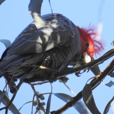 Callocephalon fimbriatum (Gang-gang Cockatoo) at Kambah, ACT - 22 Apr 2022 by HelenCross