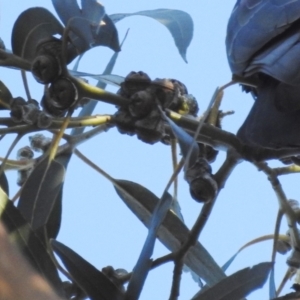 Callocephalon fimbriatum at Kambah, ACT - suppressed