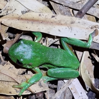 Unidentified Frog at Wilcannia, NSW - 22 Apr 2022 by AaronClausen