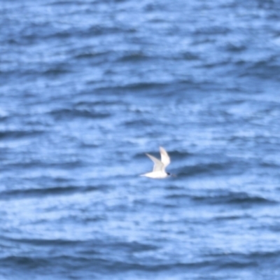 Thalasseus bergii (Crested Tern) at Tathra, NSW - 22 Apr 2022 by JimL