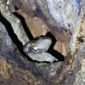 Litoria peronii at Kambah, ACT - 20 Apr 2022