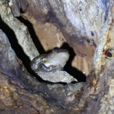 Litoria peronii (Peron's Tree Frog, Emerald Spotted Tree Frog) at Lions Youth Haven - Westwood Farm A.C.T. - 20 Apr 2022 by HelenCross