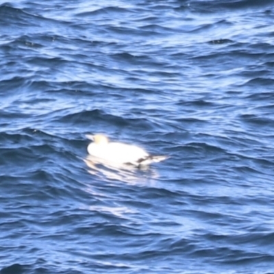 Morus serrator (Australasian Gannet) at Tathra, NSW - 22 Apr 2022 by JimL