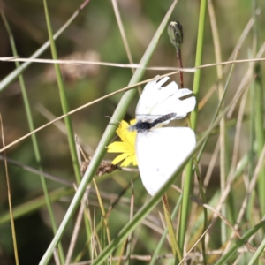 Pieris rapae at Nimmitabel, NSW - 22 Apr 2022