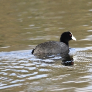 Fulica atra at Nimmitabel, NSW - 22 Apr 2022