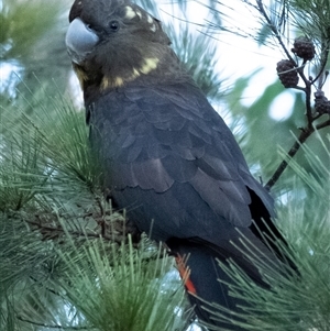 Calyptorhynchus lathami lathami at Penrose, NSW - 20 Apr 2022