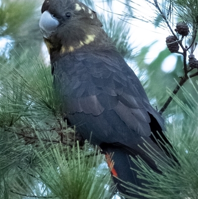 Calyptorhynchus lathami (Glossy Black-Cockatoo) at Penrose, NSW - 20 Apr 2022 by Aussiegall