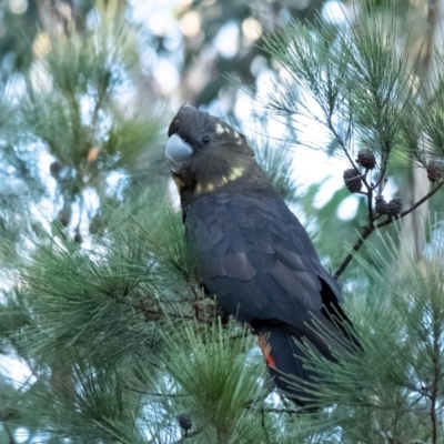 Calyptorhynchus lathami (Glossy Black-Cockatoo) at Penrose - 20 Apr 2022 by Aussiegall