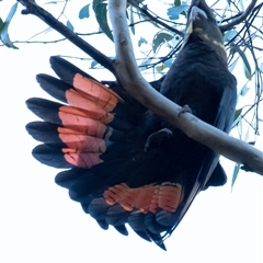 Calyptorhynchus lathami lathami at Penrose, NSW - suppressed