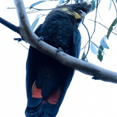 Calyptorhynchus lathami lathami at Penrose, NSW - 20 Apr 2022