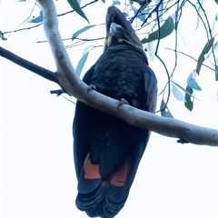 Calyptorhynchus lathami lathami at Penrose, NSW - 20 Apr 2022