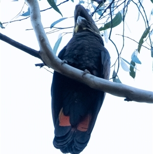 Calyptorhynchus lathami lathami at Penrose, NSW - 20 Apr 2022