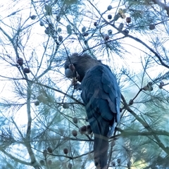 Calyptorhynchus lathami lathami at Penrose, NSW - suppressed